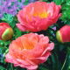 Piwonia, Paeonia - Coral Sunset - sadzonka