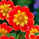 Dalia - Pooh Swan-Island