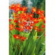 Krokosmia Red King - czerwona - 10 szt.