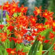 Krokosmia Red King - czerwona - 10 szt.