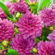 Dalia - Claudette