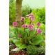 Bergenia Purpurea