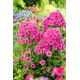 Floks (Phlox) - Płomyk wiechowaty - Cosmopolitan - 1 szt.