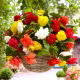 Begonia zwisająca - mix kolorów - 2 szt.