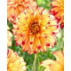 Dalia - Lady Darlene - kwiaty XL