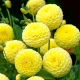 Dalia - Potgieter - pomponowa