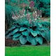 Funkia - Hosta Blue Angel