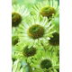 Jeżówka zielona - Green Jewel - 1 szt.