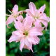 Lilia azjatycka pełna - Spring Pink