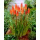 Kniphofia pomarańczowa - 1 szt.