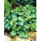 Żurawka - Dale's Strain - 1 szt.