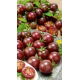 Pomidor Black cherry - wysoki