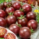 Pomidor Black cherry - wysoki