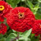 Cynia wytworna daliowa Scarlet Flame