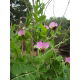 Groch siewny Turnia - 1 kg