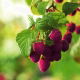 Malina purpurowa - Brandywine - sadzonka