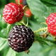 Malina czarna - Rubus occidentalis - sadzonka