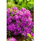 Rododendron ciemnoróżowy, azalia - Königstein - sadzonka