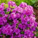 Rododendron ciemnoróżowy, azalia - Königstein - sadzonka