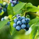 Borówka amerykańska, wysoka - Bluecrop  - sadzonka