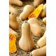 Dynia piżmowa Butternut