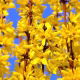 Forsycja pośrednia - Lynwood - sadzonka