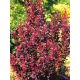 Berberys Thunberga - Helmond Pillar - sadzonka