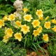 Liliowiec Stella d'oro sadzonka w doniczce