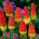 Kniphofia czerwono-żółta - Płonąca Pochodnia - sadzonka w doniczce