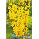 Forsycja pośrednia - Lynwood - sadzonka