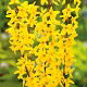 Forsycja pośrednia - Lynwood - sadzonka