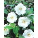 Ketmia syryjska, Hibiskus - William R. Smith - sadzonka