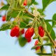 Jagody goji - Kolcowój Sweet Berry - supersłodkie owoce - sadzonka