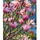 Magnolia Betty - sadzonka