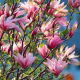 Magnolia Betty - sadzonka