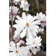Magnolia biała - Merrill - sadzonka