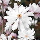 Magnolia biała - Merrill - sadzonka