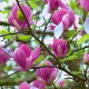 Magnolia ciemnoróżowa - Susan
