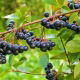 Aronia czarnoowocowa - sadzonka