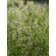 Mietlica pospolita Highland - 5 kg