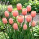 Tulipan morelowy - Apricot - duża paczka! - 50 szt.