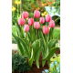 Tulipan Design Impression - 5 szt.