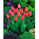 Tulipan Niigata - 5 szt.