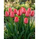 Tulipan Niigata - 5 szt.