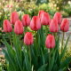 Tulipan Niigata - 5 szt.