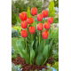 Tulipan Ad Rem - 5 szt.