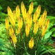 Kniphofia żółta  - sadzonka w doniczce