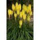 Kniphofia żółta  - sadzonka w doniczce