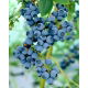 Borówka amerykańska, wysoka - Bluegold - sadzonka