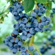 Borówka amerykańska, wysoka - Bluegold - sadzonka